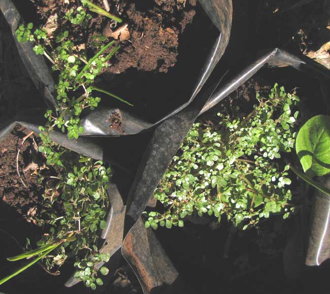 Artillery Plant, PILEA MICROPHYLLA