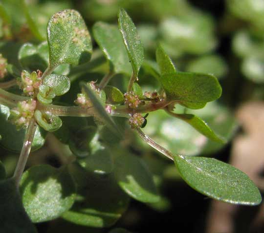 Artillery Plant, PILEA MICROPHYLLA