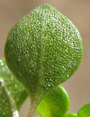 Artillery Plant, PILEA MICROPHYLLA, cystolyth artifacts on epidermis of lower leaf