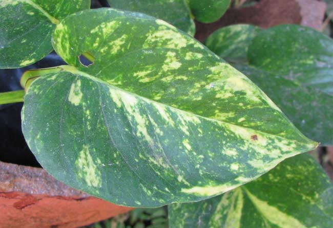 variegated Pothos, Epipremnum aureum