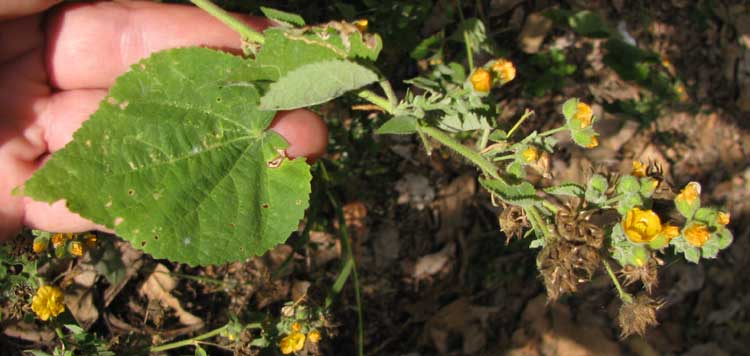 Viscid Mallow, BASTARDIA VISCOSA