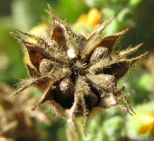 Viscid Mallow, BASTARDIA VISCOSA, fruiting head