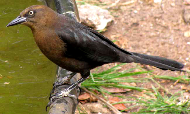 female Great-tailed Grackle