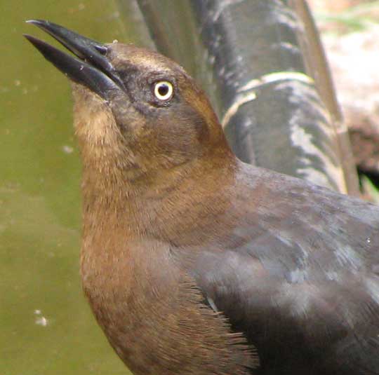 female Great-tailed Grackle drinking