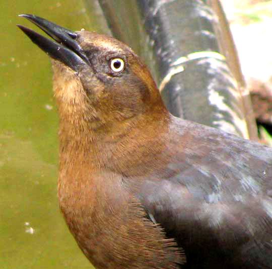 female Great-tailed Grackle drinking