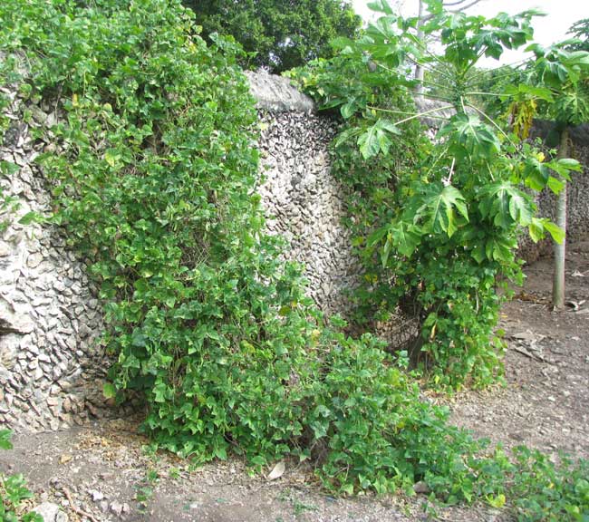 Maya Lima Bean or Butterbean, PHASEOLUS LUNATUS