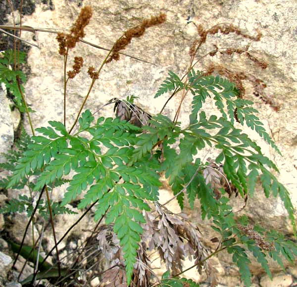 Pine Fern, ANEMIA ADIANTIFOLIA