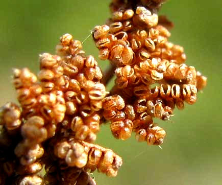 sporangia of Pine Fern, ANEMIA ADIANTIFOLIA