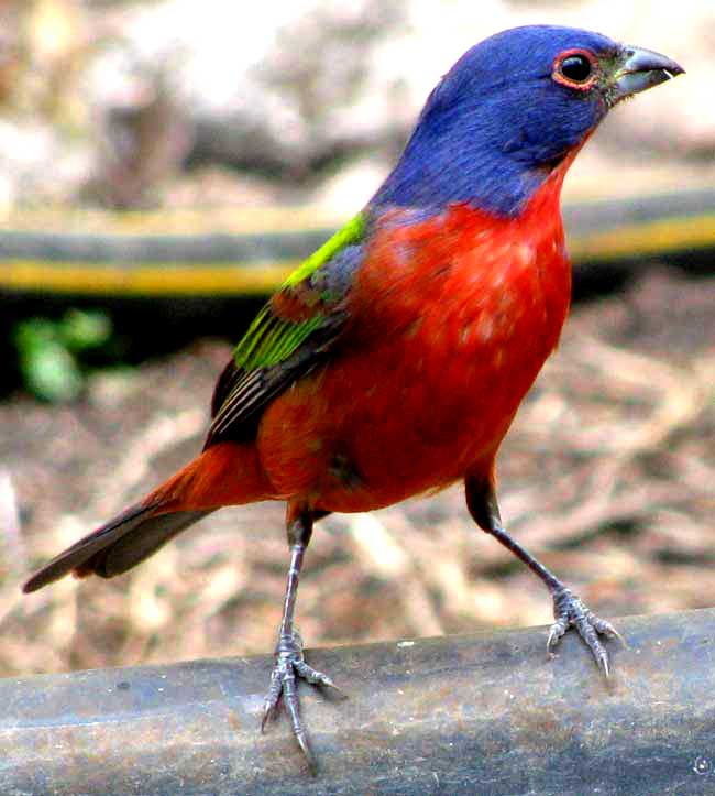 male Painted Bunting, PASSERINA CIRIS