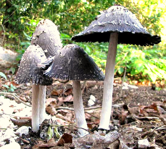 Shaggy Mane mushrooms, COPRINUS COMATUS, caps open