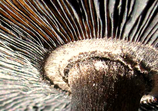 Shaggy Mane mushroom, COPRINUS COMATUS, where stalk meets gills
