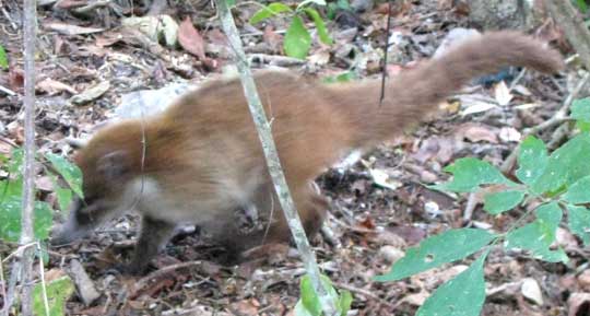 White-nosed Coati, NASUA NARICA