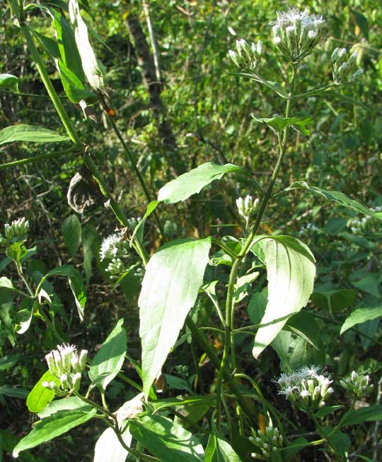 Jack-in-the-Bush, CHROMOLAENA ODORATA