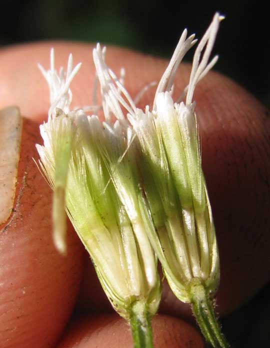 Jack-in-the-Bush, CHROMOLAENA ODORATA, flowers