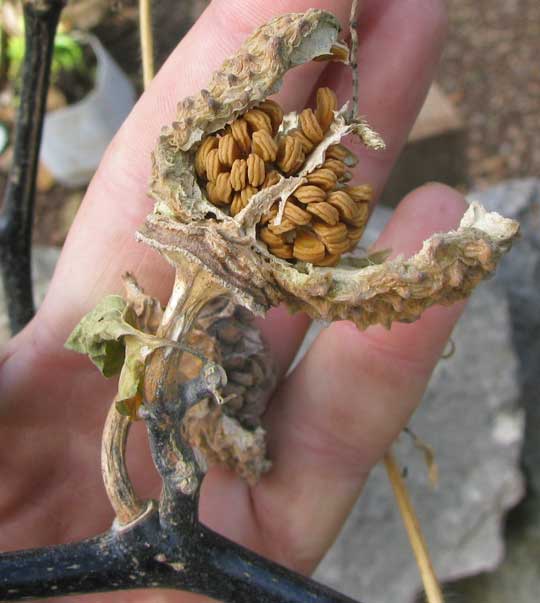 Double Purple Datura, DATURA METEL 'FASTUOSA' , fruit