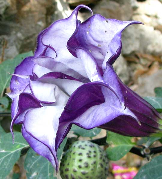 Double Purple Datura, DATURA METEL 'FASTUOSA' , flower