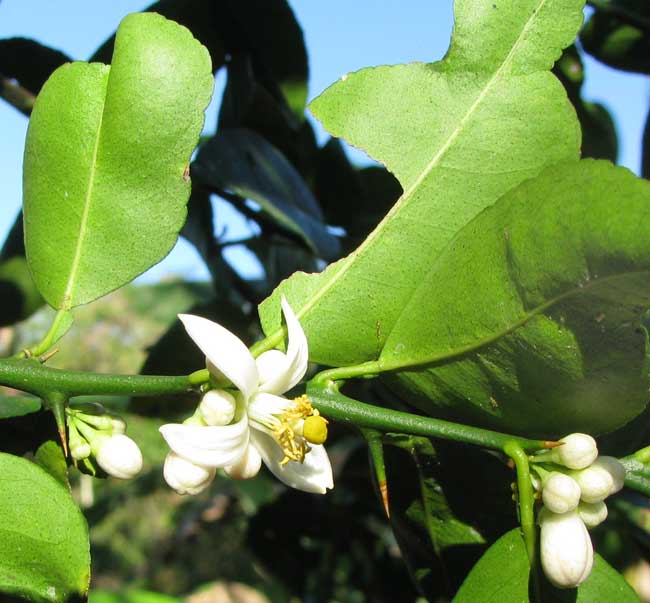 Mexican or Key Lime, CITRUS AURANTIFOLIA, flowers, leaves and spines