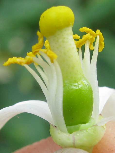 Mexican or Key Lime, CITRUS AURANTIFOLIA, flower section