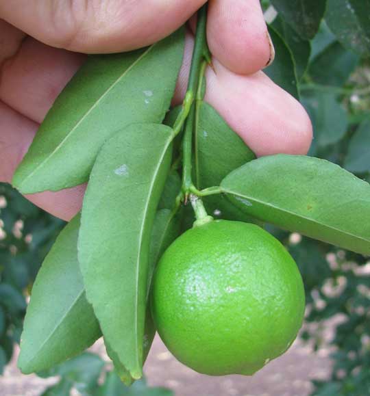 Mexican or Key Lime, CITRUS AURANTIFOLIA, fruit