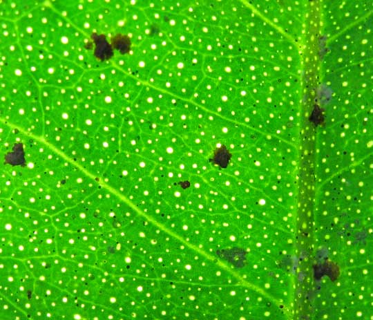 pellucid dots on leaf of Mexican or Key Lime, CITRUS AURANTIFOLIA