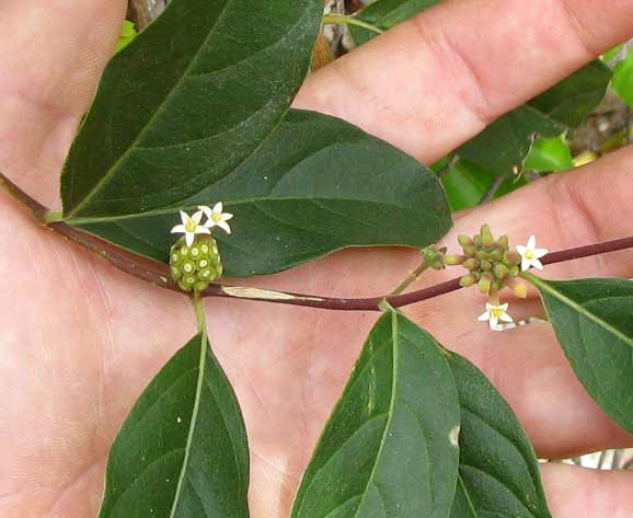 Mouse's Pineapple or Redgal, MORINDA ROYOC