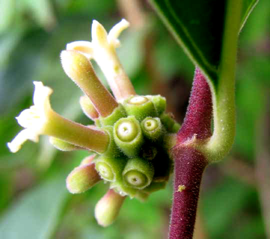 Mouse's Pineapple or Redgal, MORINDA ROYOC, flowers and ovaries