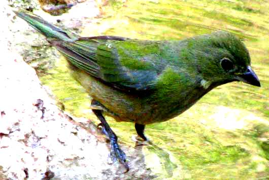 Painted Bunting, PASSERINA CIRIS, juvenile