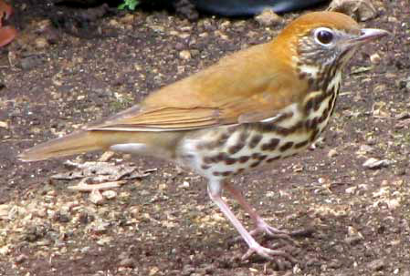 Wood Thrush, CATHARUS MUSTELINUS