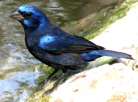 Blue Bunting, CYANOCOMPSA PARELLINA