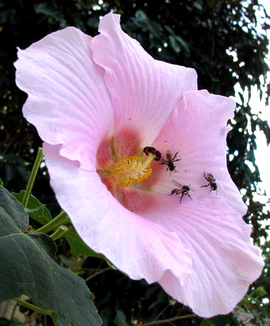 Confederate Rose or Cotton Rosemallow, HIBISCUS MUTABILIS, flower