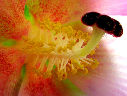 Confederate Rose or Cotton Rosemallow, HIBISCUS MUTABILIS, flower staminal column