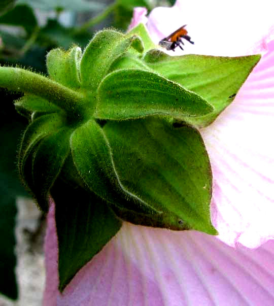 Confederate Rose or Cotton Rosemallow, HIBISCUS MUTABILIS, calyx and involucral bracts