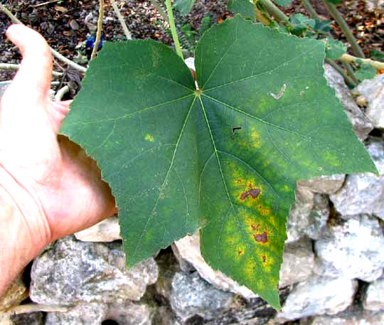 Confederate Rose or Cotton Rosemallow, HIBISCUS MUTABILIS, leaf