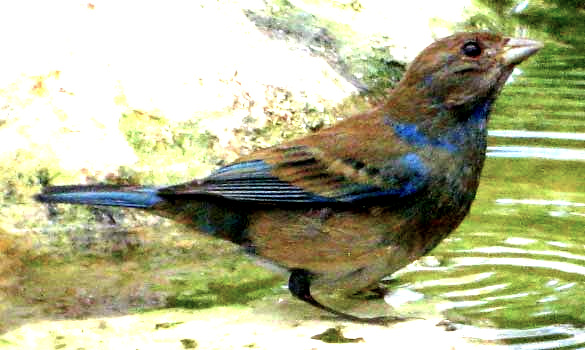 Indigo Bunting, PASSERINA CYANEA, molting