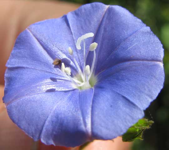 Skyblue Clustervine, JACQUEMONTIA PENTANTHOS, flower