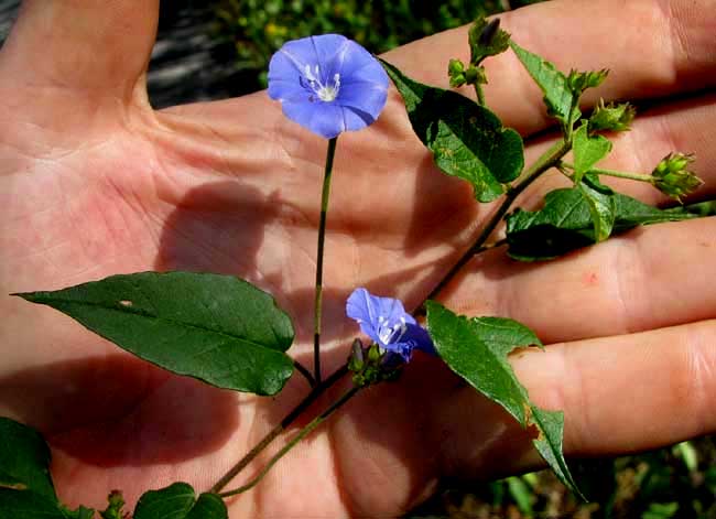 Skyblue Clustervine, JACQUEMONTIA PENTANTHOS