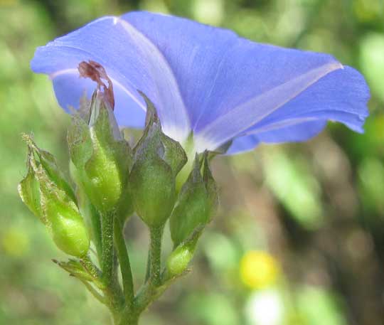 Skyblue Clustervine, JACQUEMONTIA PENTANTHOS, flowers