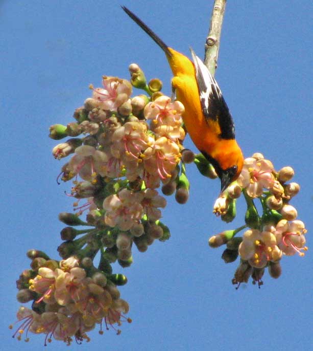 Altamira Oriole, ICTERUS GULARIS, foraging among Ceiba flowers