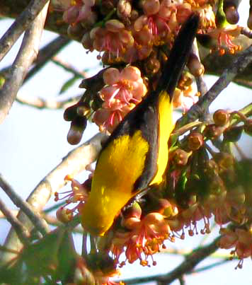 Yellow-backed Oriole, ICTERUS CHRYSATER ssp MAYENSIS