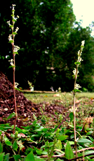 Inch Plant, CALLISIA REPENS