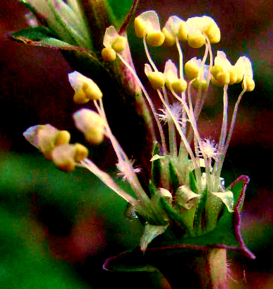 Inch Plant, CALLISIA REPENS, bisexual flowers