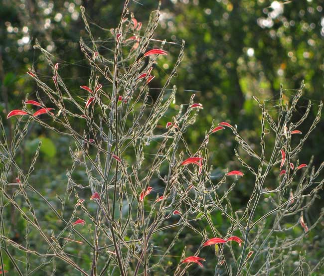 Sixangle Foldwing, DICLIPTERA SEXANGULARIS