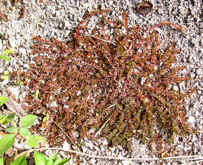 Prostrate Sandmat, EUPHORBIA PROSTRATA