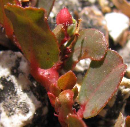 Prostrate Sandmat, EUPHORBIA PROSTRATA, hairy capsule and red leaves