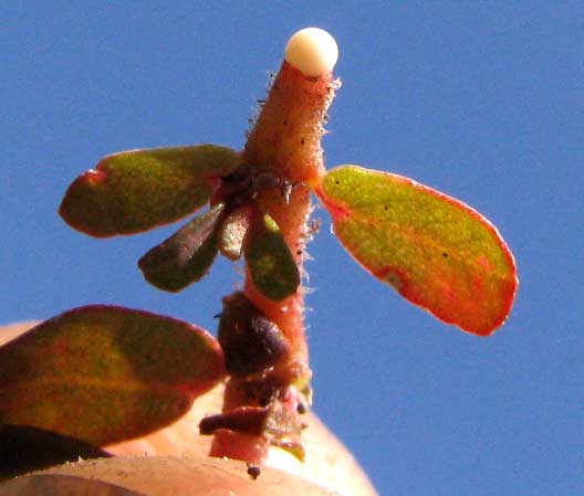 Prostrate Sandmat, EUPHORBIA PROSTRATA, latex issuing from broken stem