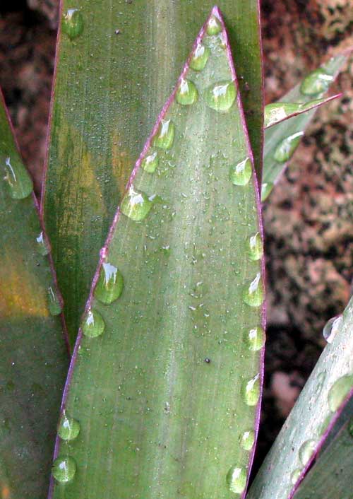 Guttation on Boat Lily leaf