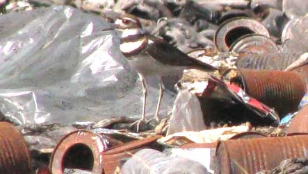 Killdeer, CHARADRIUS VOCIFERUS