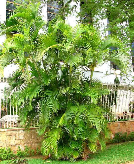 Areca Palm, DYPSIS LUTESCENS