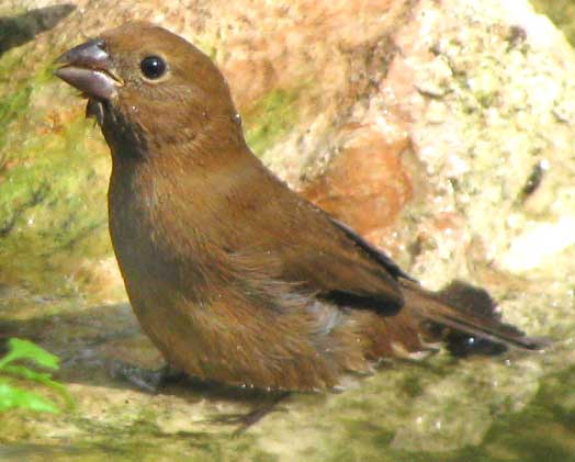 female Blue Bunting