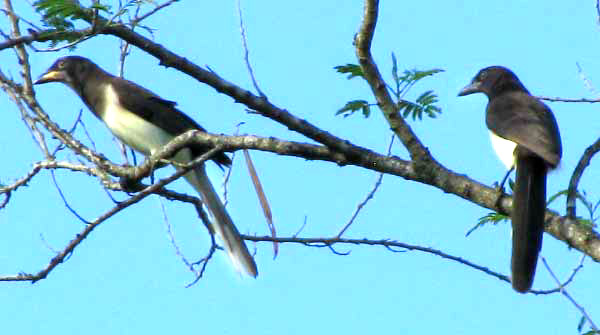 Brown Jays